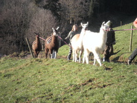 Ruhbauernhof Ruhbauernhof